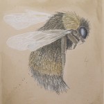 Bombus Heckus: Heckenhummel, 50cm x 65cm, Mischtechnik auf Halbkarton