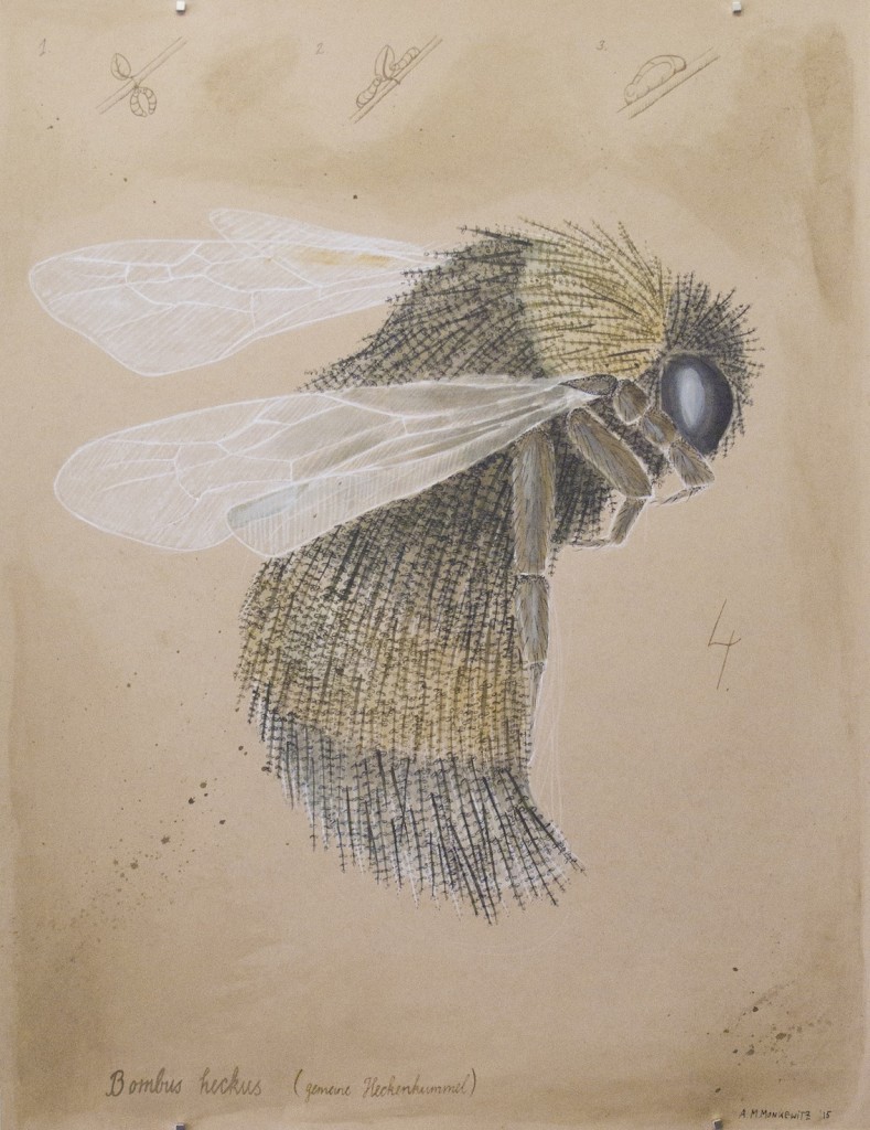 Bombus Heckus: Heckenhummel, 50cm x 65cm, Mischtechnik auf Halbkarton