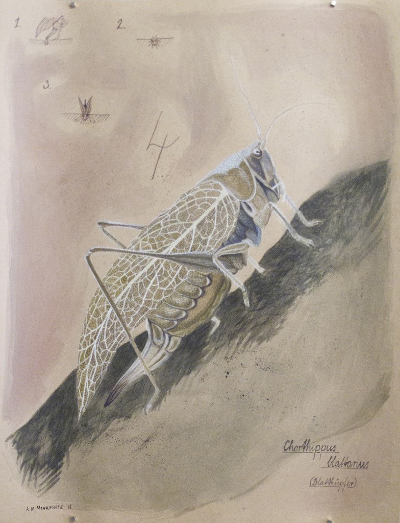 Chorthippus Blattarius: Blatthüpfer, 50cm x 65cm, Mischtechnik auf Halbkarton