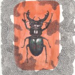 Hirschkäfer, Tinte auf Papier, 21,5cm x 29,5cm