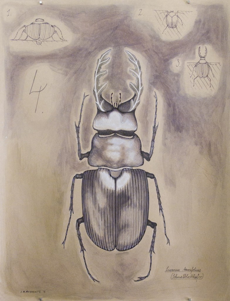 Lucanus Tennifolius: Schmalblattkäfer, 50cm x 65cm, Mischtechnik auf Halbkarton