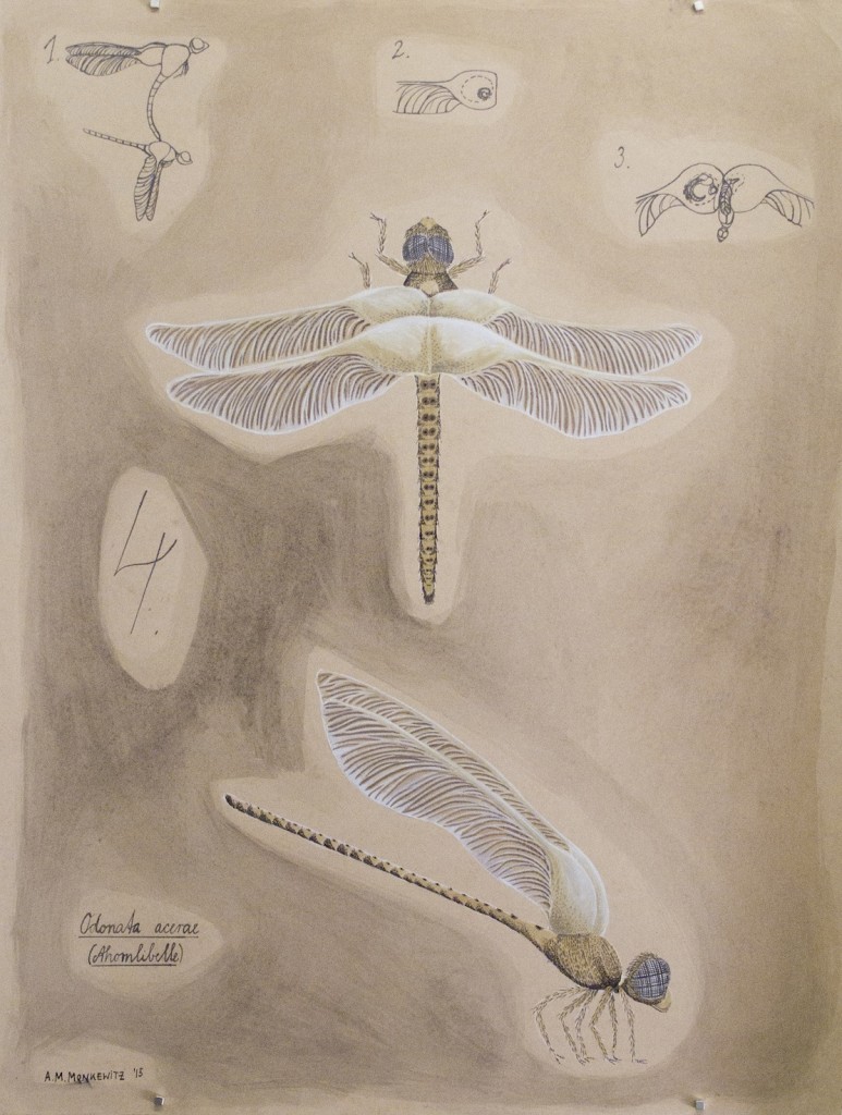 Odonata Acerae: Ahornlibelle, 50cm x 65cm, Mischtechnik auf Halbkarton