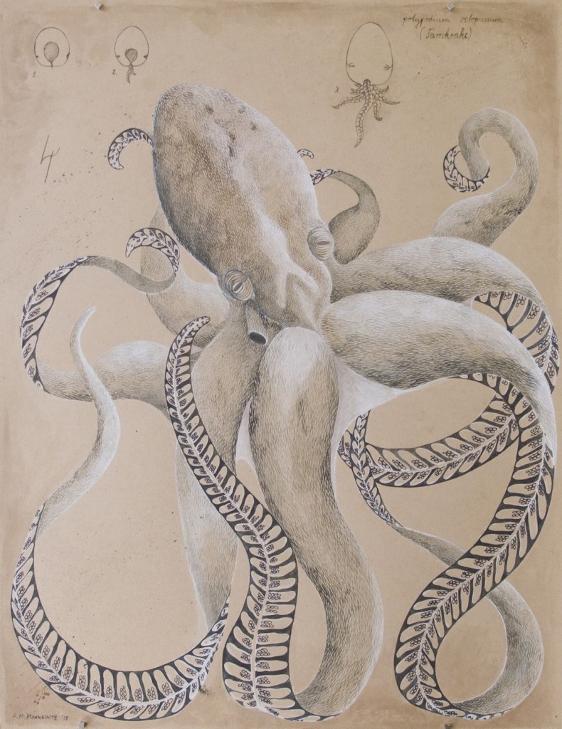 Polypodium Octopussum: Farnkrake, 50cm x 65cm, Mischtechnik auf Halbkarton (VERKAUFT)