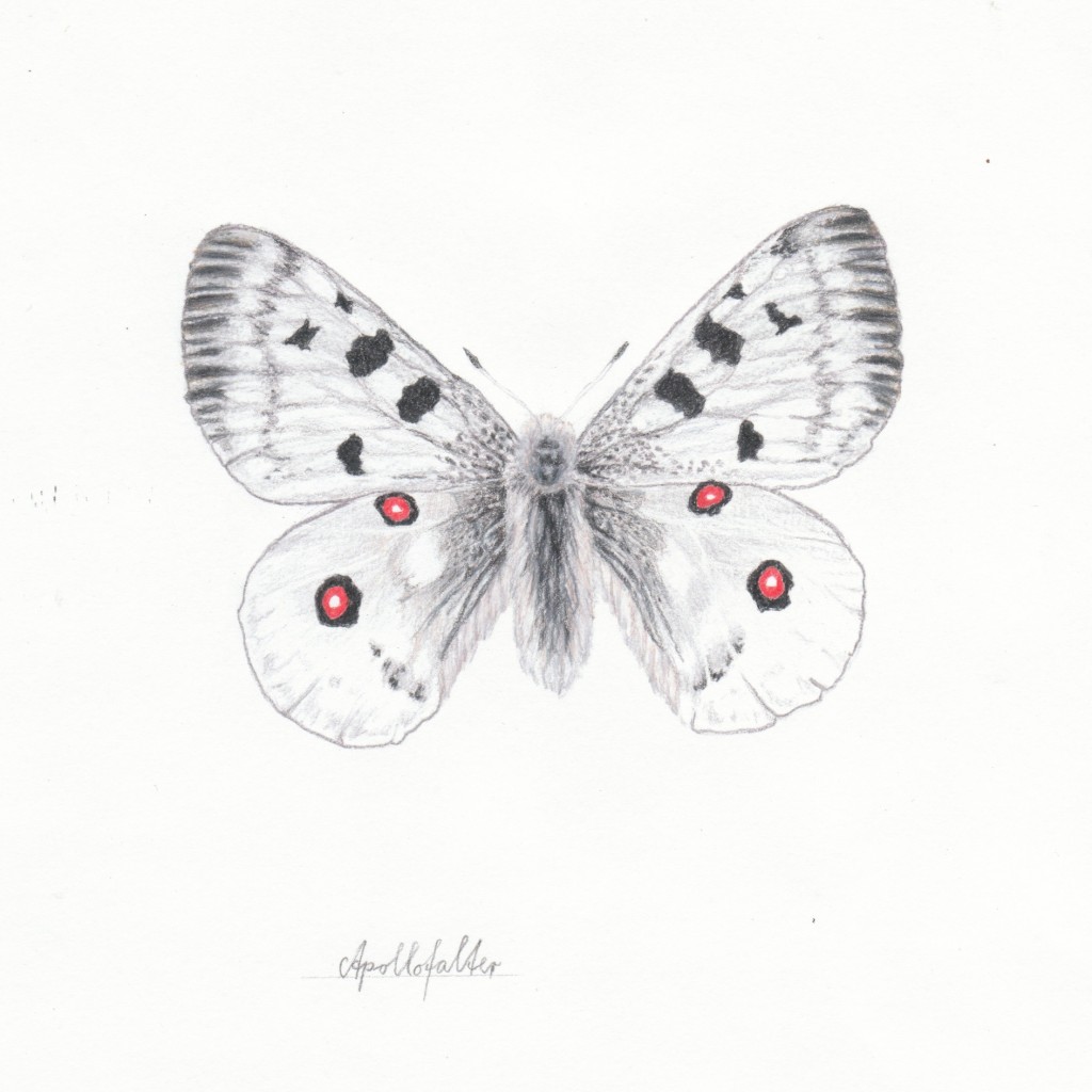 Apollofalter, Farbstift auf Papier